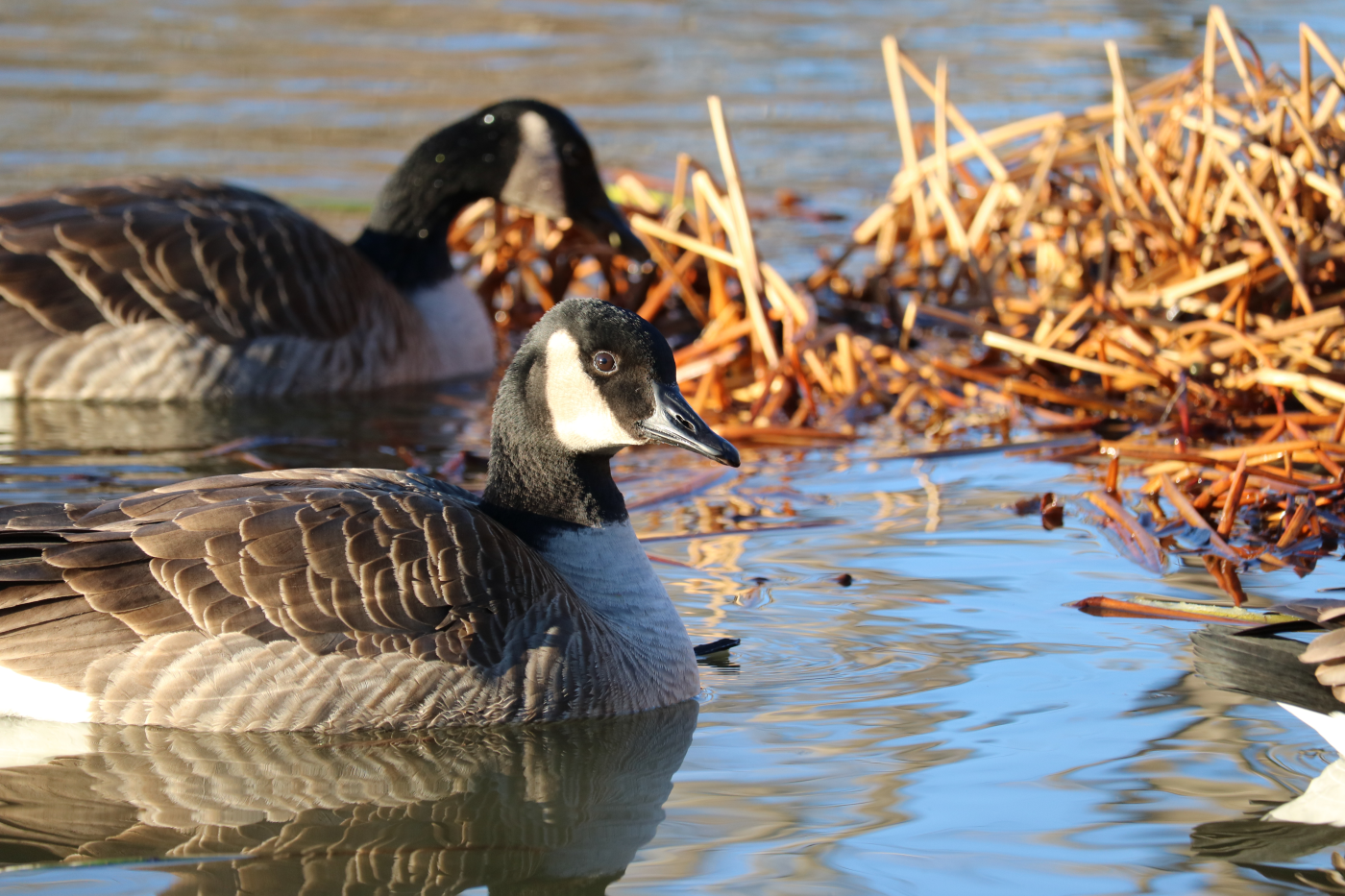 geese